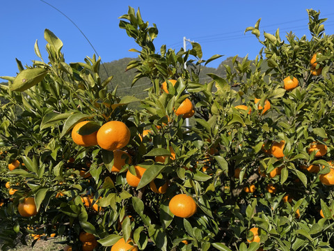 【お買い得】ジューシーかつ濃厚なはるみ（約10kg）訳あり品