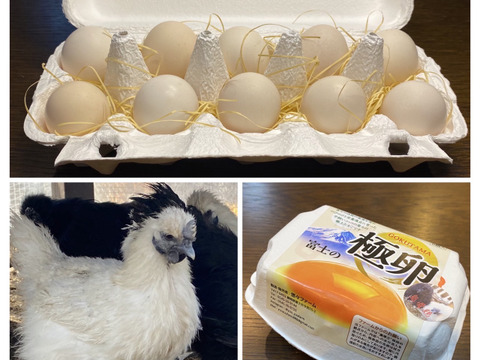 【栄養満点大特価】烏骨鶏(漢方鶏)の卵24個【富士の極卵】DHA/EPAは青魚だけじゃないセール