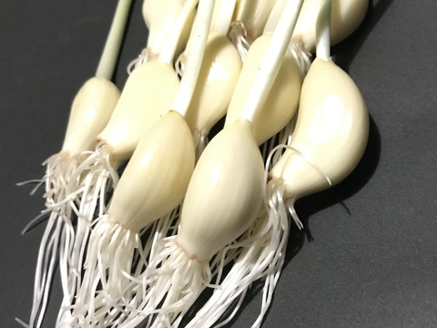 《30本入》【食べたらハマる】にんにくスプラウト🧄🌱
