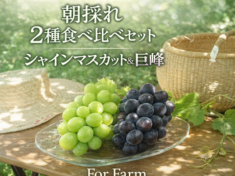 【食べる喜び・贈る喜びを感じる】シャインマスカットと巨峰のセット2㎏