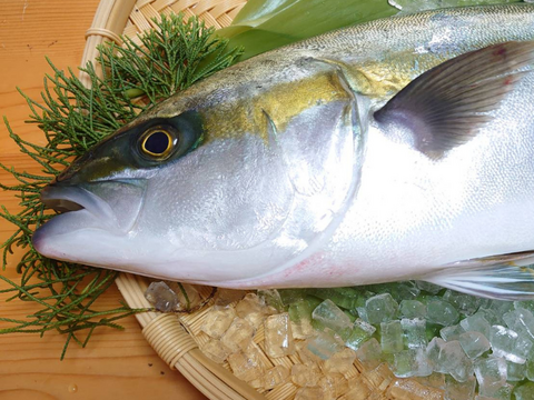 “ブリ＆ヒラマサの良い所取り！”養殖ブリヒラ1尾/箱