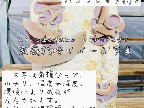 【大人の自由研究】【6月5日までの限定販売】『高知県産きくらげ栽培用の菌床ブロック×2個』簡単な育て方リーフレット付 ※商品到着後1週間以内に切込みを入れ栽培できる方