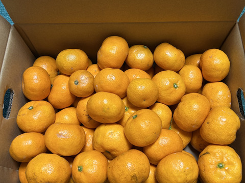 【貯蔵熟成ミカン】完熟早生ミカン 5㎏。サイズ混合。