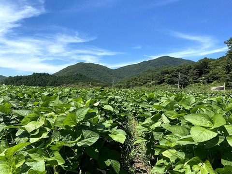 【予約お試しサイズ】 黒豆の本場 丹波篠山の黒枝豆