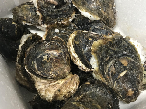 三重県産 生食用 天然 岩牡蠣 （約3kg前後）（約6～8個前後）
期間限定販売 牡蠣 貝類 海鮮バーベキューに BBQ