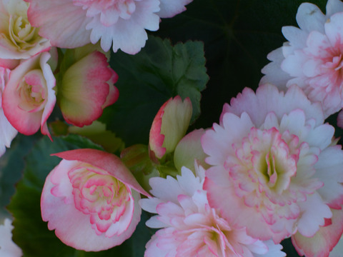 【贈答用】可愛らしい色合いと個性的な花弁が大人気のエラチオールベゴニア【シンディーフリンジ】4.5寸。