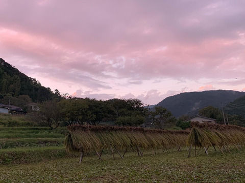 【黒米】手植え 手刈り 天日干しの自然栽培米 3袋