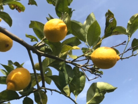 家庭用　国産レモン　瀬戸内産　10㎏