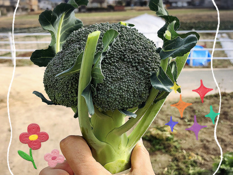 鮮度抜群 ブロッコリー🥦🥦 たっぷり2Kg🥰 朝採れ プリップリ 🚜  ✨人気の品種甘みと旨み✨👨‍🌾晴れの国おかやま 国産ブロッコリー