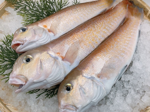 【父の日ギフト】浜名湖海鮮詰め合わせ【竹セット
】