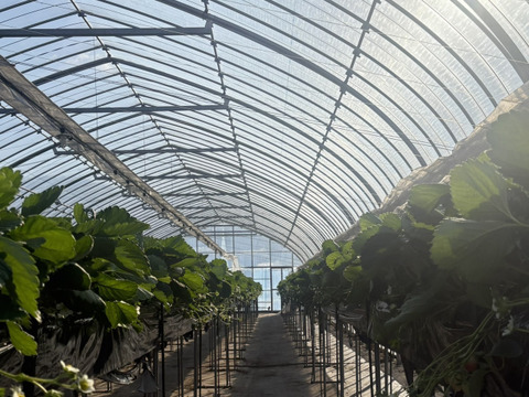 【期間限定】果汁たっぷり！フルーティーな甘みのみおしずく400〜430g