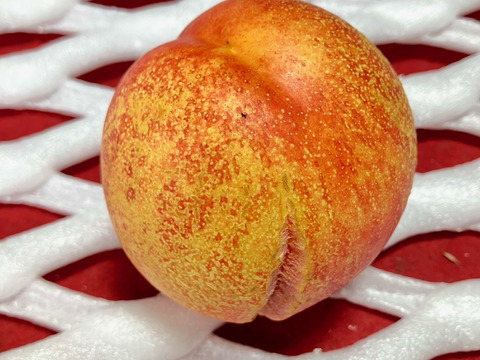 濃厚スイートビーナス　ご家庭用Ｂ品（約1㎏）