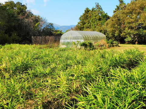 メール便でお届け ピリッと辛い黄生姜使用 しょうがパウダーg 2袋 栽培期間中農薬 化学肥料不使用 大分県産 食べチョク 農家 漁師の産直ネット通販 旬の食材を生産者直送