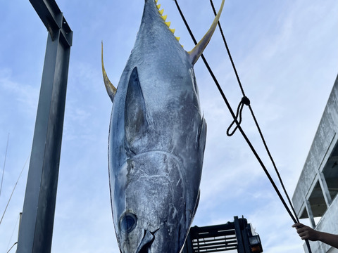 極上の赤身！宮古島産船上活き締め一本釣り近海マグロ 約1kg