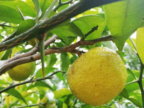 さわやか　ゆず果汁100%　280ml　1本　栽培期間中農薬不使用　ゆず酢