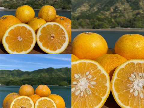 箱込み4kg 3種の柑橘（河内晩柑・自然栽培の紅河内晩柑・甘夏