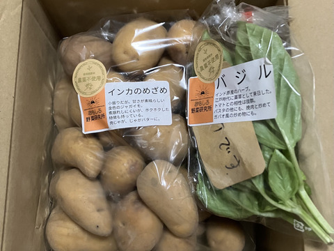 インカのめざめ　2 黄金のじゃがいも！ インカのめざめ 2㎏：神奈川県産のインカの