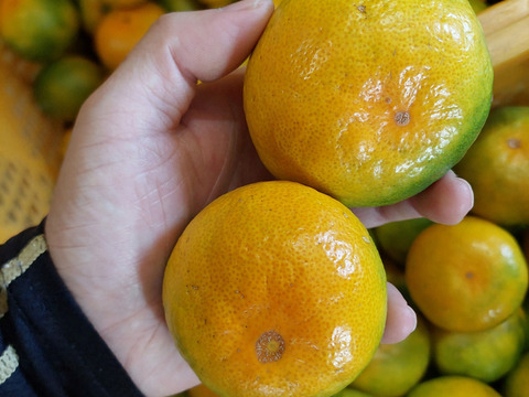 有田みかん【ゆら早生】Lサイズ以上3.5kg(箱込)