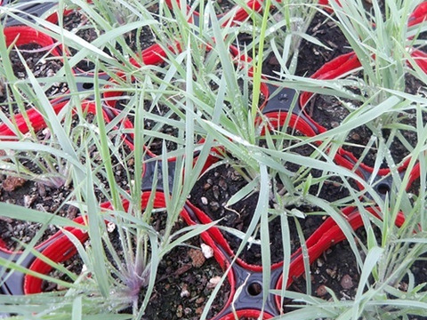 2個セット グラス メリニス サバンナ オーナメントグラス  イングリッシュガーデン 花苗 多年草 宿根草