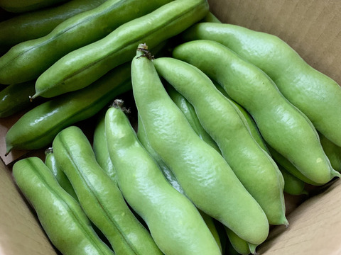 【5月末から発送】初夏の味を是非！ソラマメ（1kg）