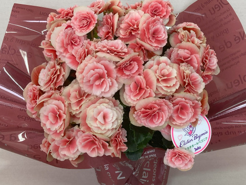 【多くの受賞歴】人気品種のミドルサイズ。覆輪の花の魅力がお手軽に楽しめます。エラチオールベゴニア【ボリアス】4.5寸