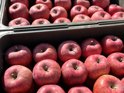 長野県松本産　サンふじ　約５キロ 16〜12玉