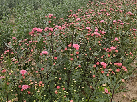 小菊(ピンク)10 本セット お花 はな 切花 切り花 季節の花：埼玉