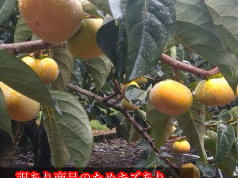 🍁秋の恵み🍂
自慢の甘さ！＜橋本ふるさと便＞
和歌山橋本の柿ご家庭用10キロ約40コ入り