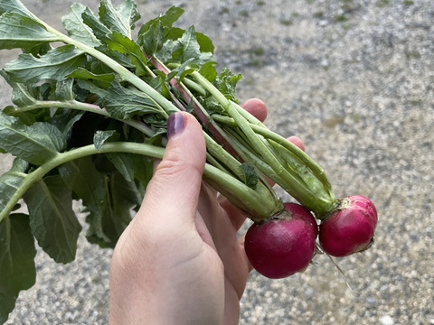 農薬不使用の野菜詰め合わせを80サイズでお届け
