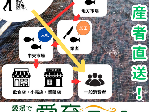 愛媛の養殖草創期から続くこだわり真鯛(海の鯛陽中サイズ)2尾入/箱