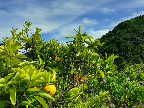 有機農法　小夏(コナツ)　2キロ(12~16個)　クール便