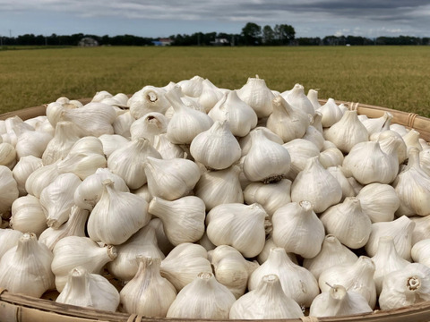 【北海道産】にんにく2kg　ジューシーさが残る美味しさ＜栽培期間中農薬不使用＞ ＜有機肥料自家栽培にんにく＞