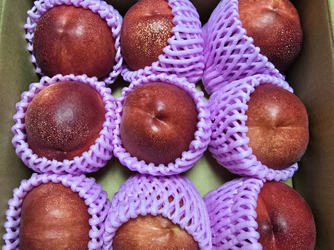 甘くてジューシー「サマークリスタル🍑」ネクタリン🍑 温室🍑無袋🍑棚