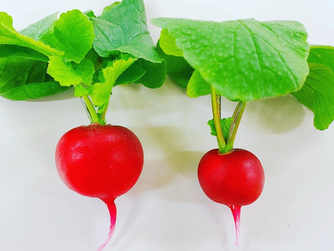 【あわせ買い用】指定日ラディッシュ