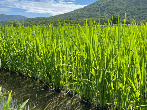 希少品種✩.*˚(令和3年産)北海道産 特別栽培米 きたくりん5kg(精米)