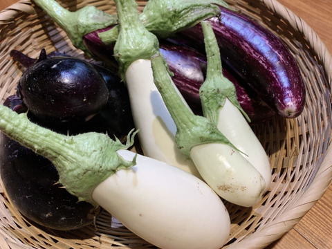 加熱でねっとりクリーミー！固定種 白ナス「スノーウィー」1kg【栽培期間中農薬・化学肥料不使用】