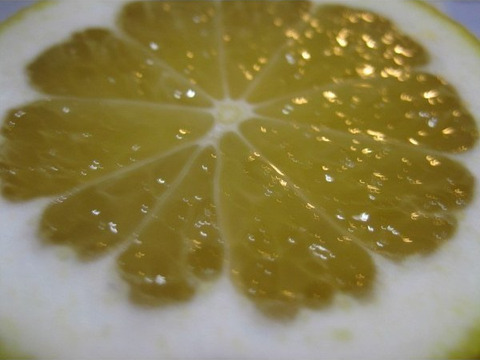 外皮は刻んでサラダに　アイスクリームに☆朝採り　ニューサマーオレンジ　×8キロ　【農薬・肥料・除草剤不使用】