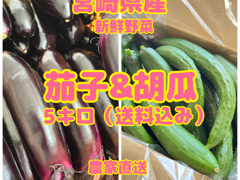 宮崎県産なす&きゅうり　新鮮野菜5キロ