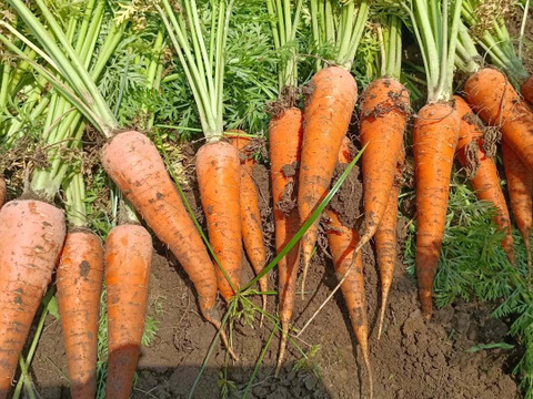 とっても甘い！向陽２号にんじん10kg