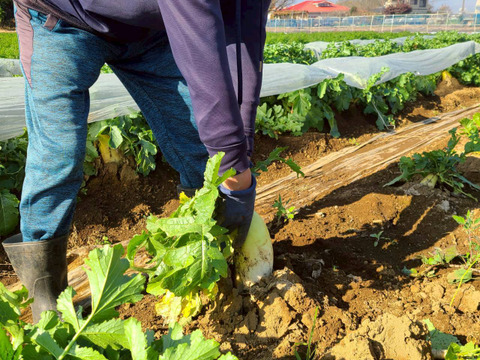 じんわ〜り染みる！冬の濃厚とろ甘大根　おまかせミックス（混合サイズ）5本セット