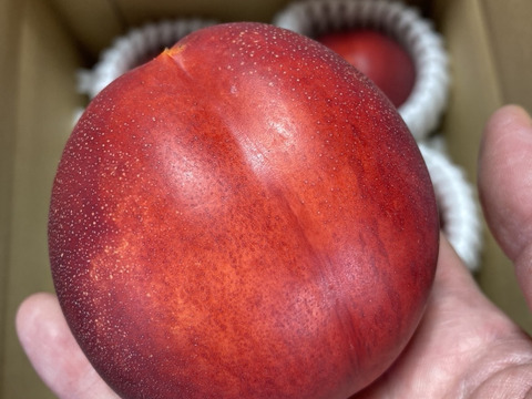 濃厚ネクタリン 黎明 B品(約3㎏)