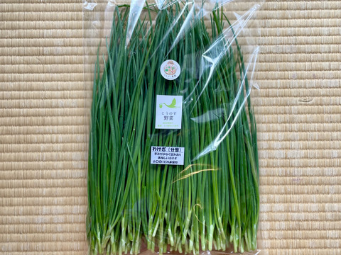 わけぎ1kg 農薬・化学肥料不使用 分葱/小ねぎ