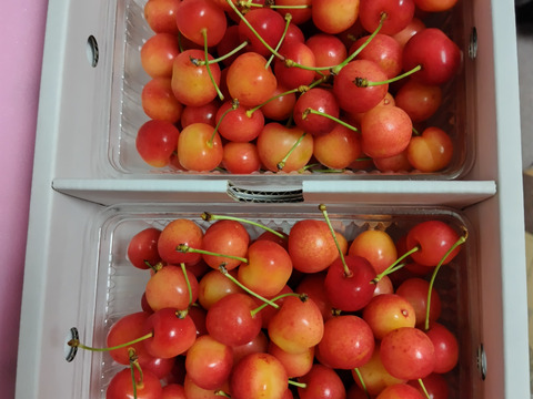 ★山形さくらんぼの産地東根市より初夏の味わい★～朝摘み～のもぎたて★さくらんぼ★佐藤錦★　ご家庭用　約１ｋｇ　ご家族でいかがですか？