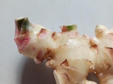 消毒してないよ！　露地の新生姜2kg