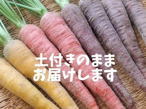 【3色】カラフルにんじん700g(5-7本程度)【葉なし・土付き】