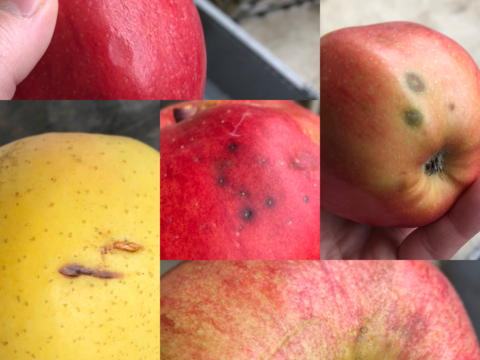 さっぱり系りんご シナノゴールド (B品りんご２㎏)