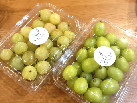 ご家庭用、瀬戸ジャイアンツ、シャインマスカット、食べ比べセット粒500g×2p(1kg)