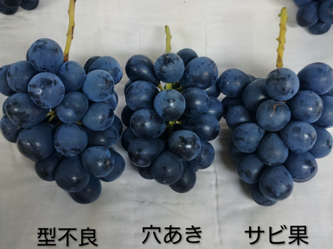 クール便】ご家庭用・信州産完熟ナガノパープル 2kg〜【朝取り！濃厚