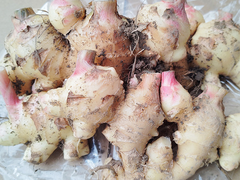 鮮度抜群！香り最高！新生姜500g 土付き（10月4週目発送予定）