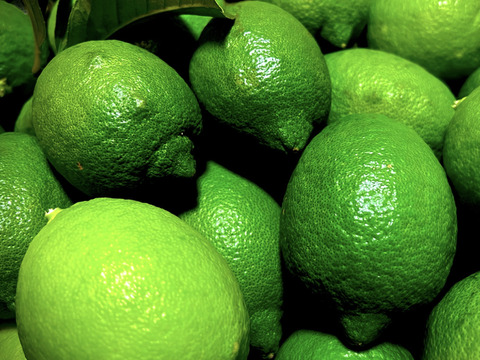 The citrus【LEMON (green)】グリーンレモン 2023 約10kg